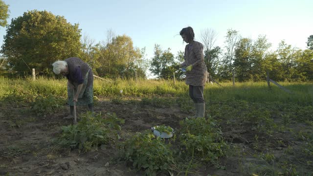 家庭在花园里种蔬菜视频素材