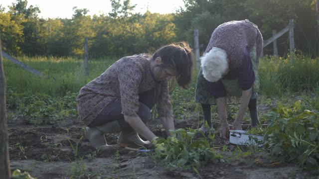 家庭在花园里种蔬菜视频素材