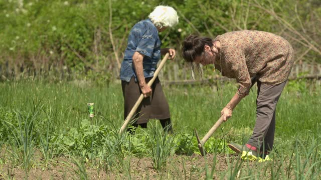 家庭在花园里种蔬菜视频素材