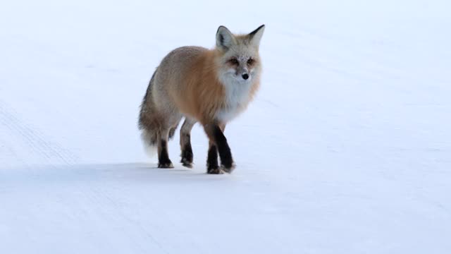 MS 4K慢镜头近距离拍摄一只红狐(Vulpes Vulpes)在雪地上走向相机视频素材