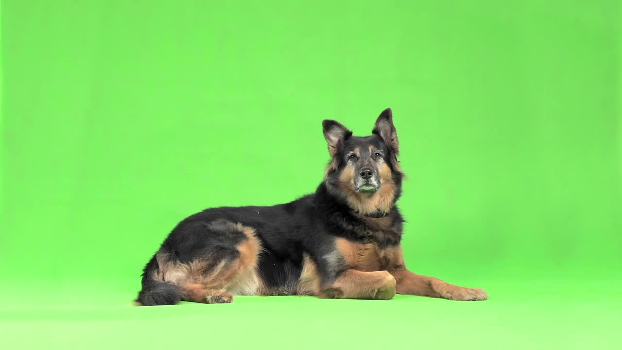 一只美丽端庄的德国牧羊犬正躺着，坐在一个绿色屏风的后面。视频素材