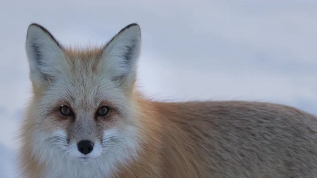 TS 4K慢镜头近距离拍摄一只红狐(Vulpes Vulpes)站在雪中视频素材