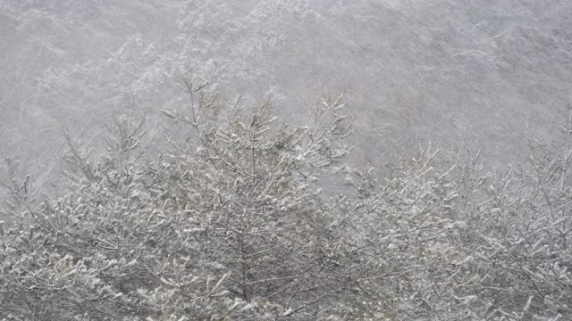 森林里的大雪视频素材