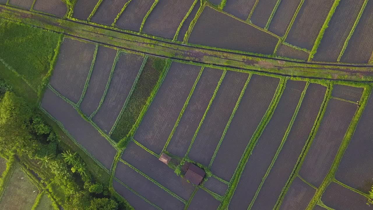 田野和稻田/印度尼西亚的巴厘岛视频素材