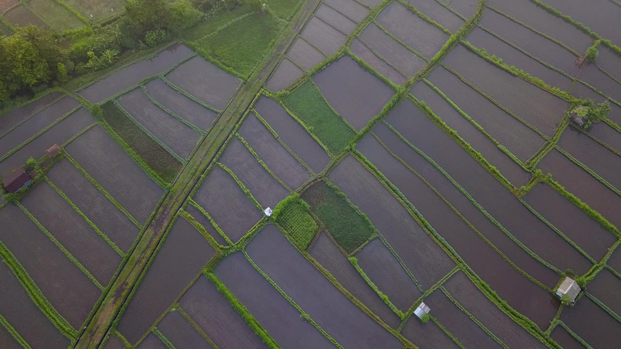 田野和稻田/印度尼西亚的巴厘岛视频素材