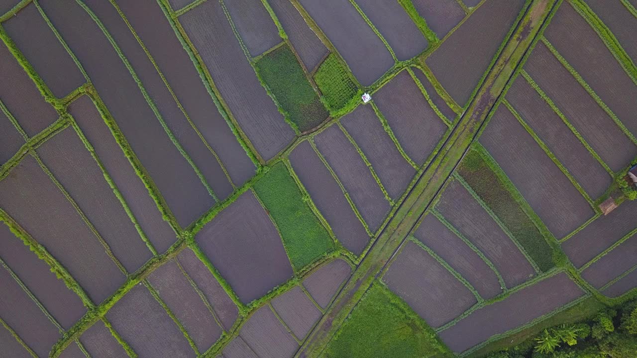 田野和稻田/印度尼西亚的巴厘岛视频素材