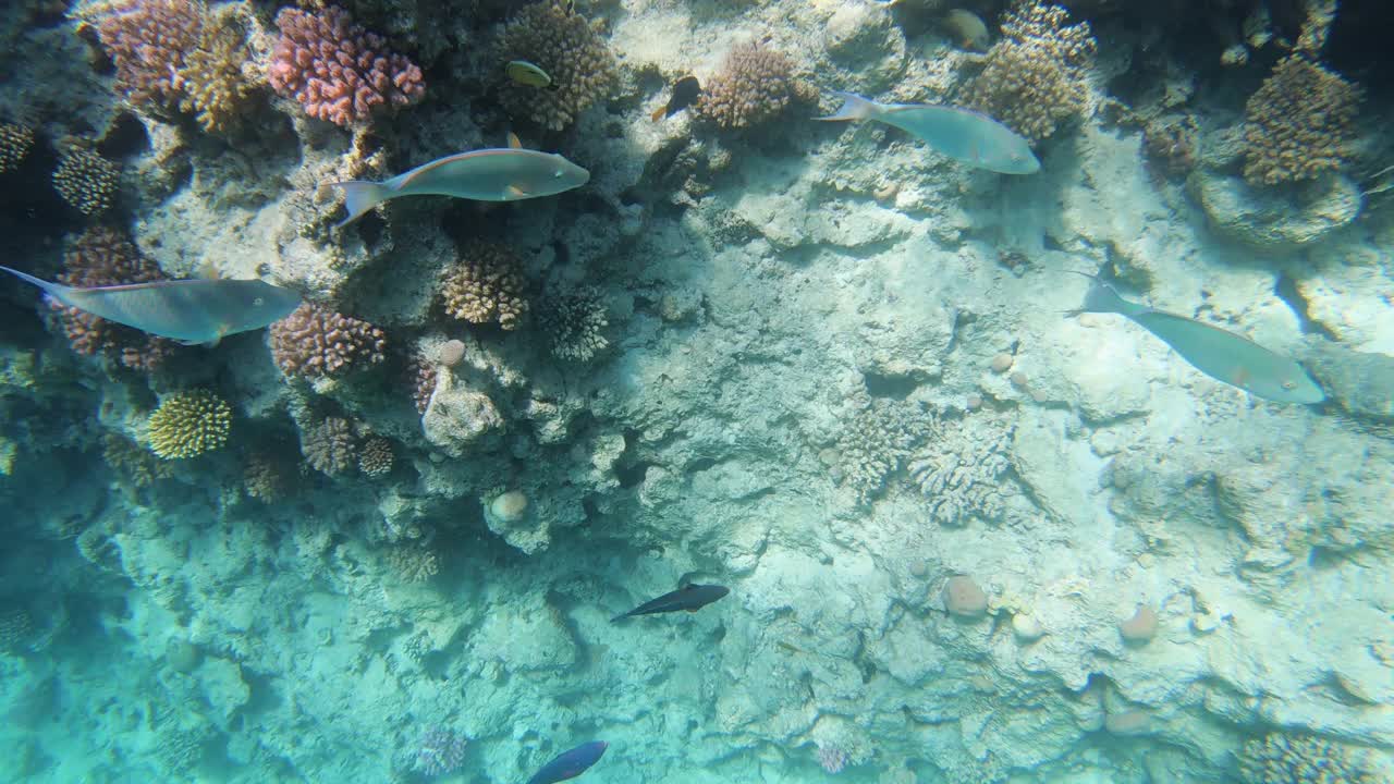 红海橙鱼。水下海洋鱼视频素材