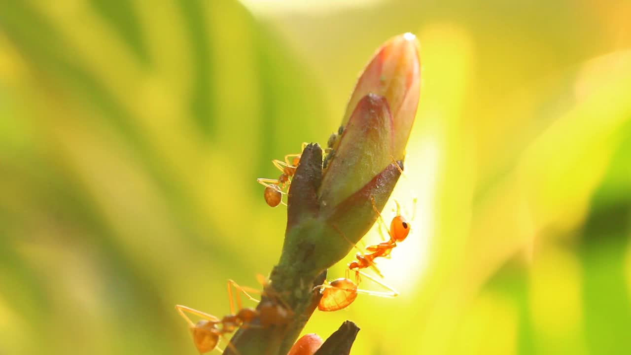 蚂蚁爬上花视频素材