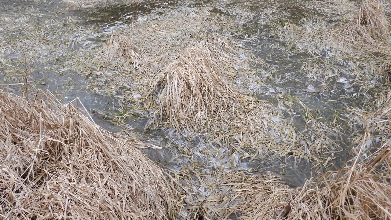 淹没的草原在冬日里冻结了视频素材