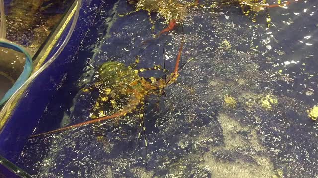 龙虾在浴缸视频素材