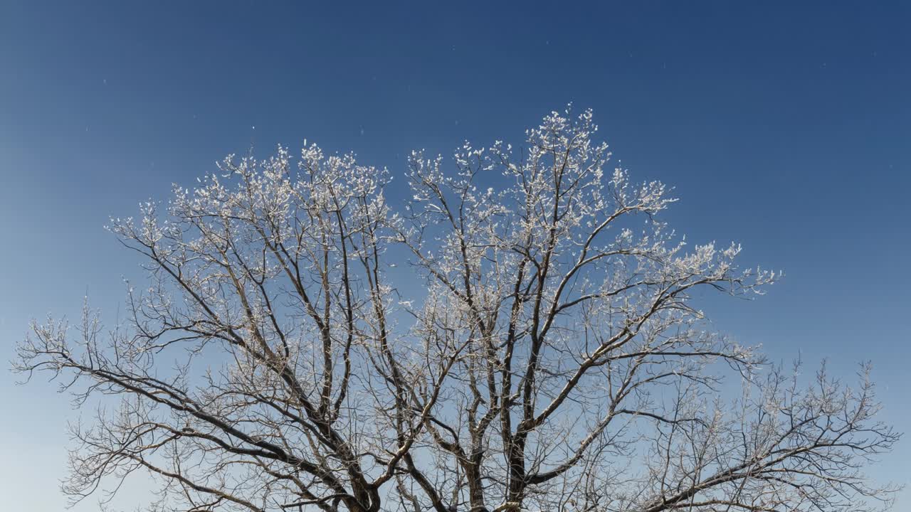 雪中孤独的树视频素材