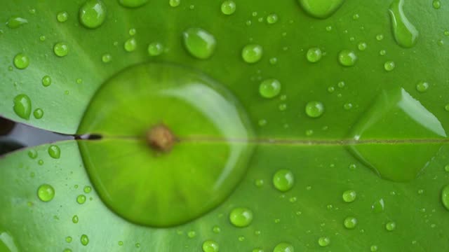 雨后的荷叶视频素材