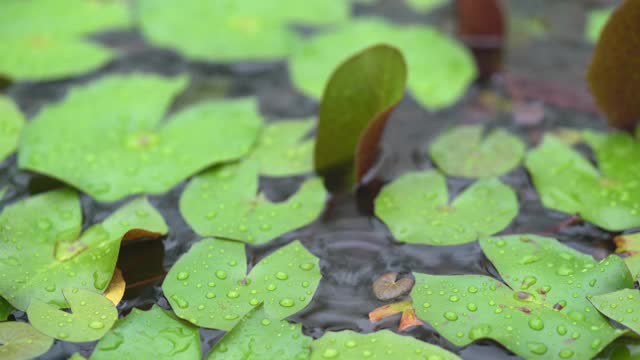 雨后的荷叶视频素材