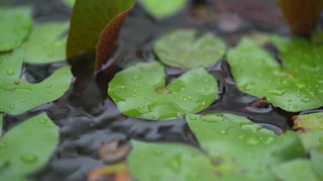 雨后的荷叶视频素材