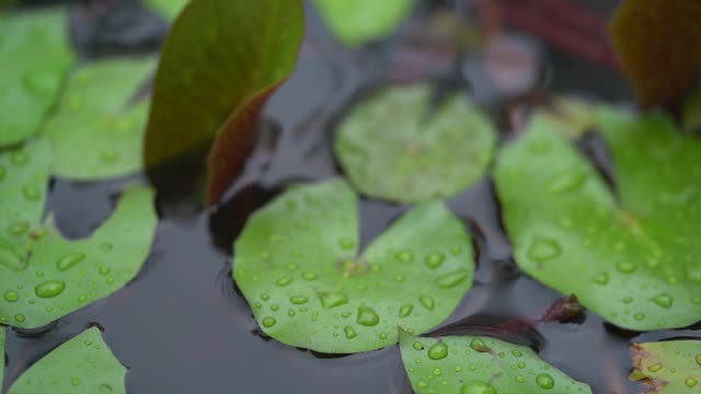 雨后的荷叶视频素材