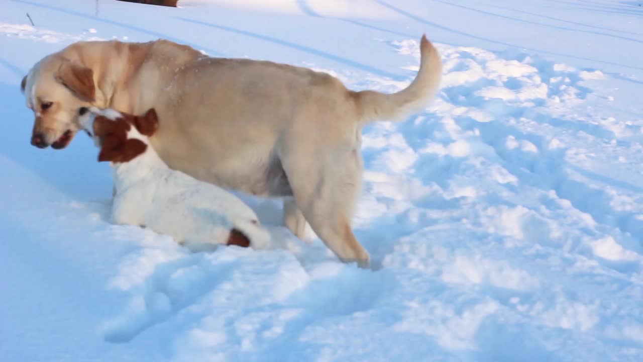 在一个阳光明媚的冬日，杰克罗素、拉布拉多和哈巴狗在雪地里玩耍。一只小狗咬了一只大拉布拉多犬。视频素材