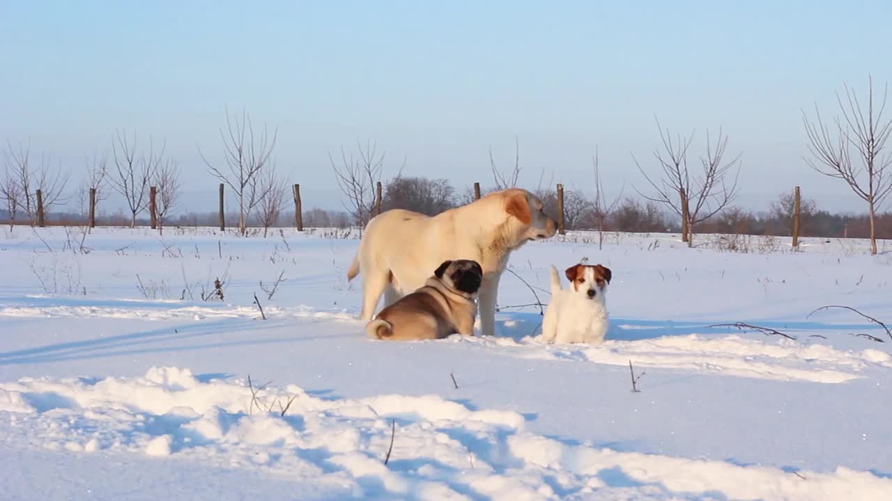 在一个阳光明媚的冬日，杰克罗素、拉布拉多和哈巴狗在雪地里玩耍。视频素材