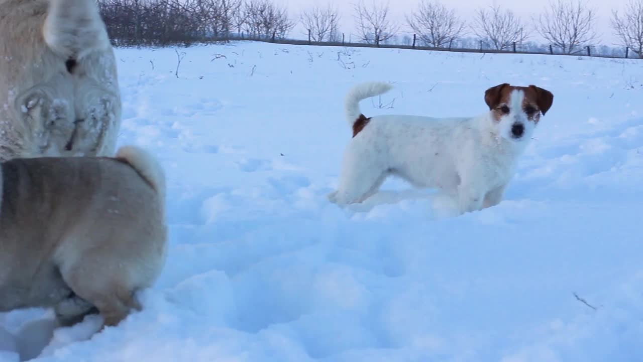 雪地里的杰克罗素梗和其他的狗站在一起，四处张望。带着狗在户外散步。视频素材