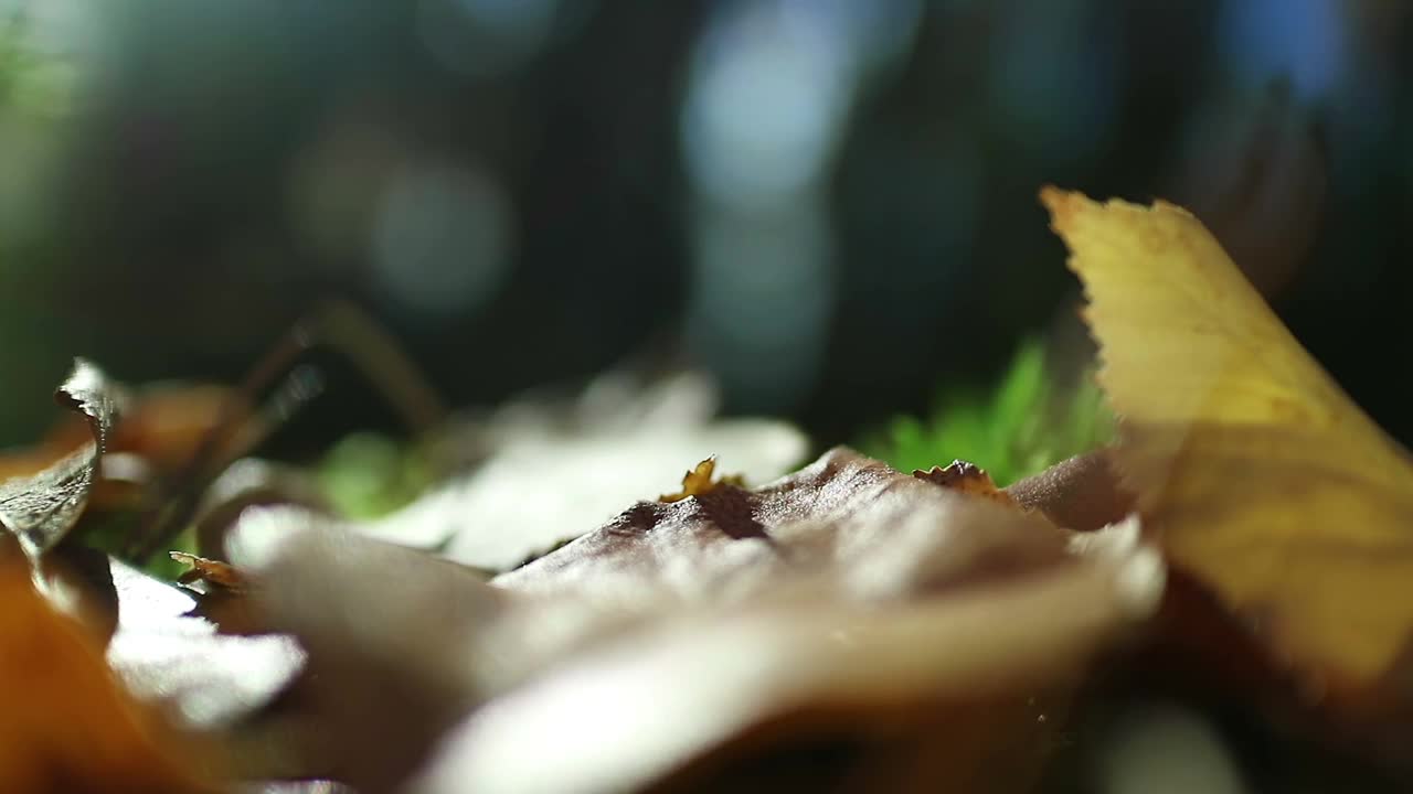 森林地面在秋天的森林。美丽的主题，黄色和红色的叶子，苔藓，蘑菇。沿着倒下的树干。黑暗森林里的阳光视频素材