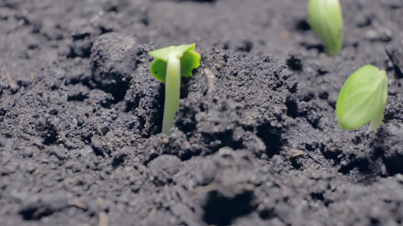 芽从地里长出来。新生物。生命延续的概念。视频素材