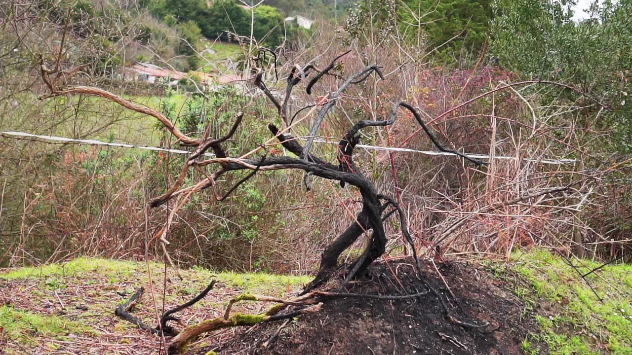 靠近一棵枯死的树，树枝多节视频素材