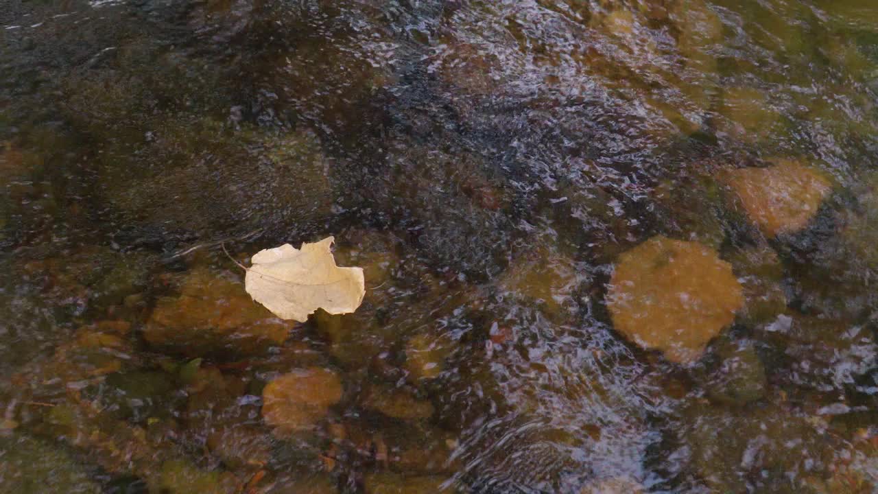 秋天的叶子在水面上，干燥的叶子漂浮在小溪上视频素材