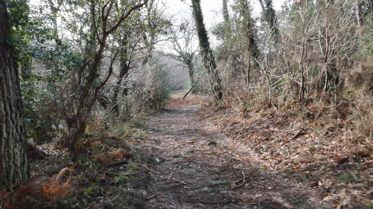 秋天的森林景观视频素材