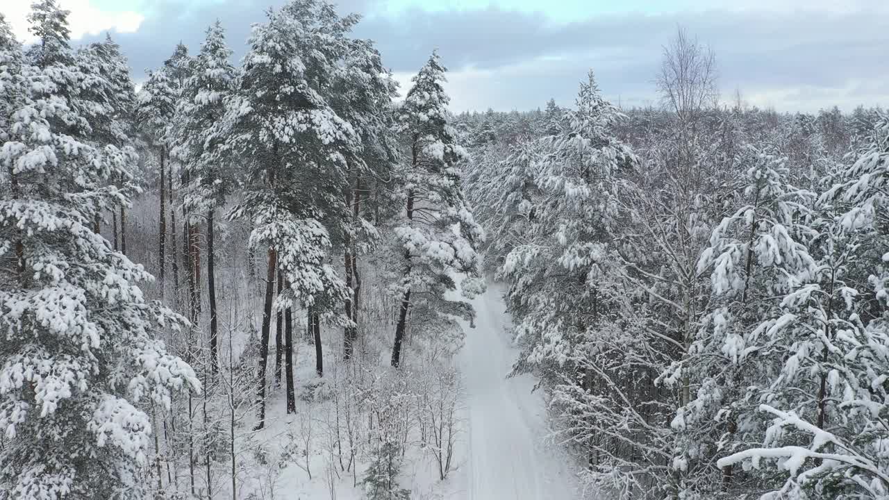 用4k摄像机拍下了覆盖着积雪的混合森林。视频素材