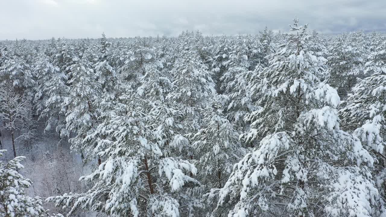 用4k摄像机拍下了覆盖着积雪的混合森林。视频素材