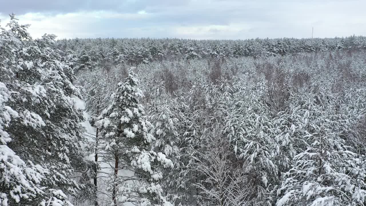 用4k摄像机拍下了覆盖着积雪的混合森林。视频素材