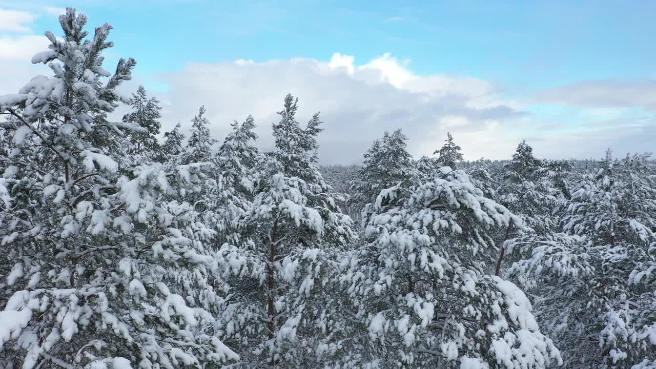 用4k摄像机拍下了覆盖着积雪的混合森林。视频素材