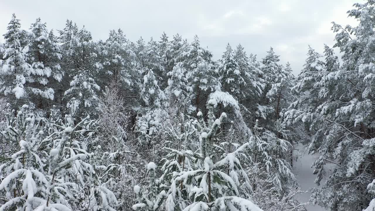 用4k摄像机拍下了覆盖着积雪的混合森林。视频素材