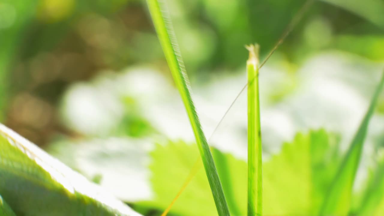 草里的大蚱蜢正在某处奔跑视频素材