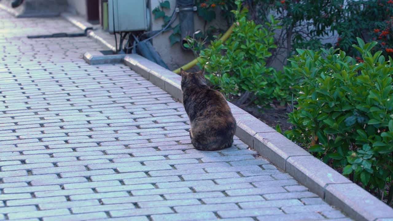 街和猫视频素材