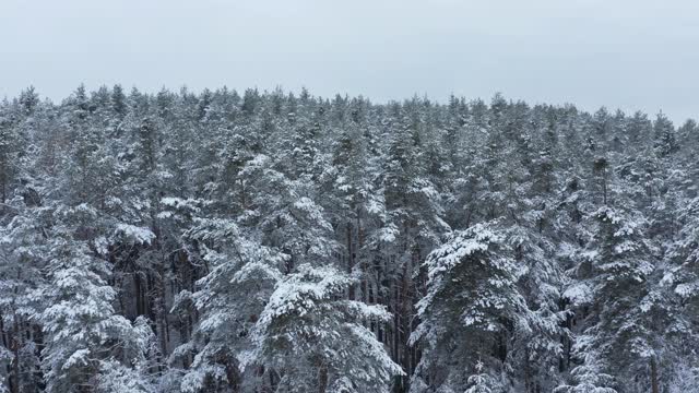 飞过白雪覆盖的森林，冬天。巴伐利亚,德国。视频素材