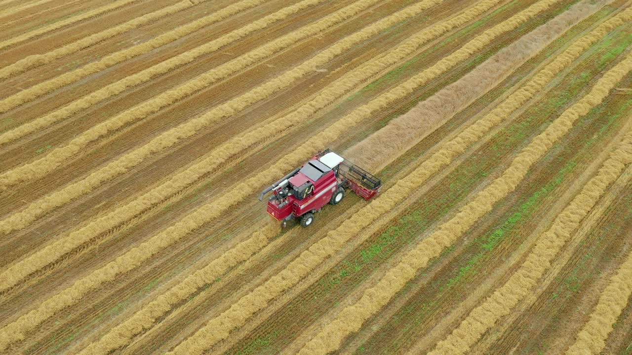 在联合收割机里的农民夏天在农田里收割小麦视频素材