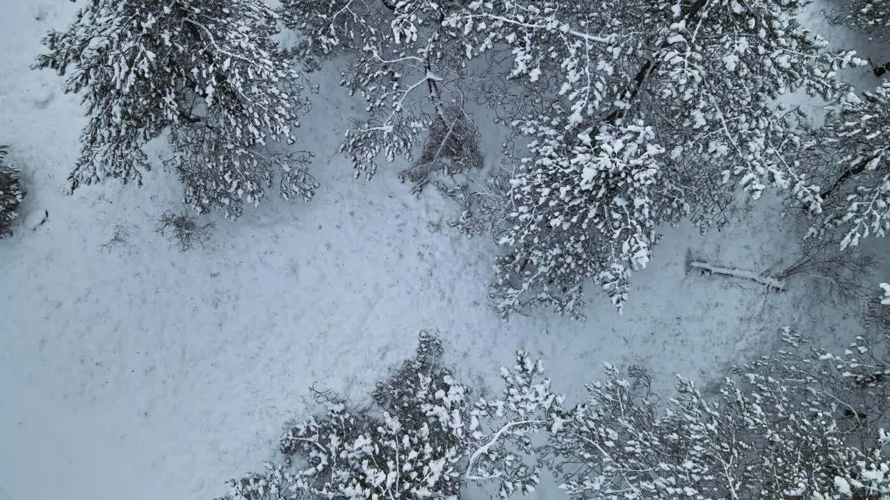 鸟瞰图冰冻森林与积雪覆盖的树木在冬天。飞越冬季森林视频素材