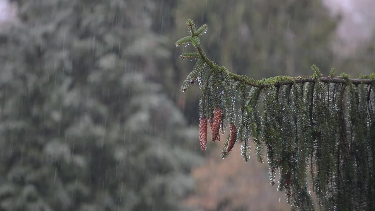 雨中的松果视频素材