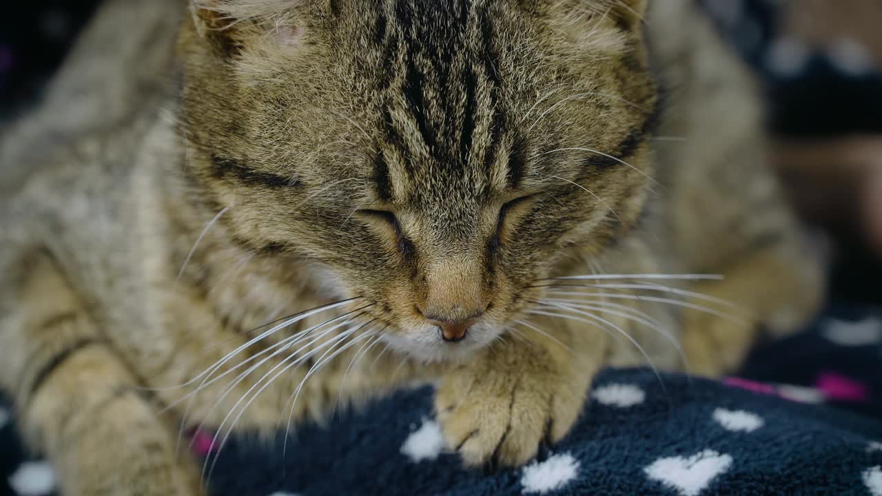 近距离的可爱的姜猫与白色的胡子睡觉在人的腿视频素材