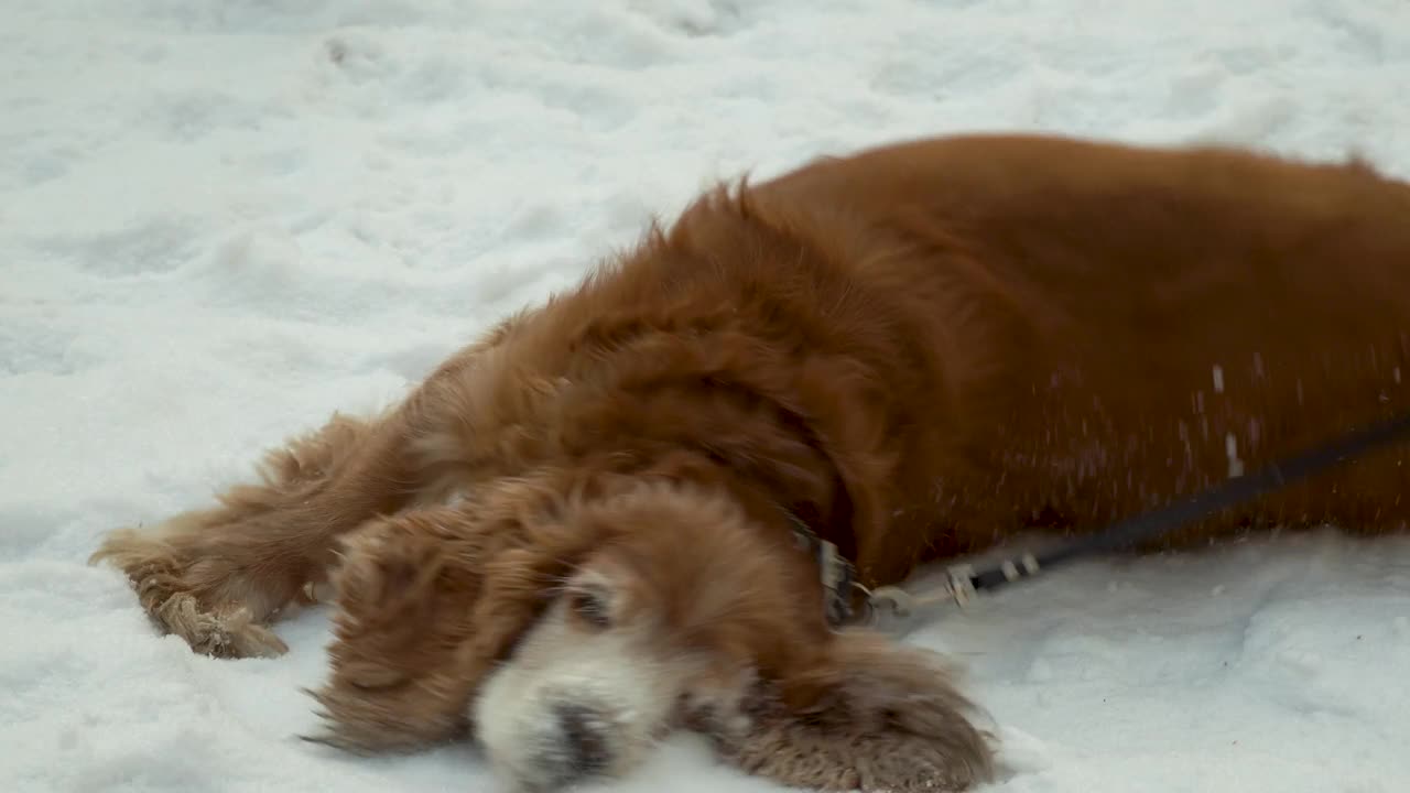 红色的狗在雪地里打滚。英国可卡犬清洗外套视频素材