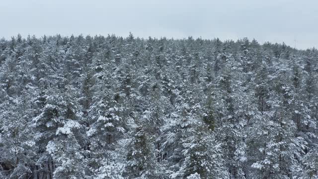 飞过白雪覆盖的森林，冬天。巴伐利亚,德国。视频素材