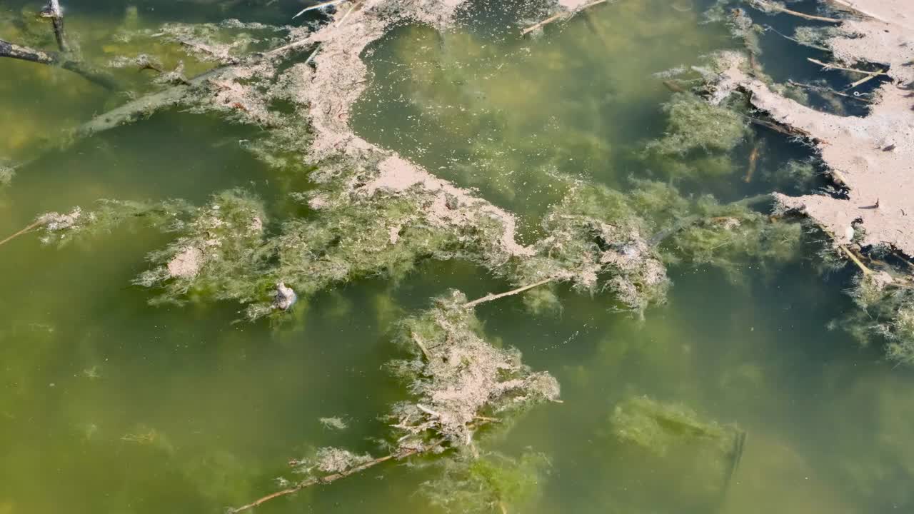 水污染。藻类漂浮在受污染的水中。视频素材