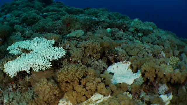 台湾海底珊瑚礁因海水温度升高而造成珊瑚白化视频素材