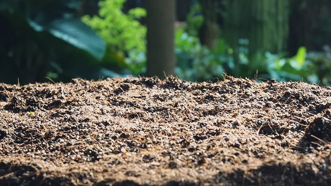 农夫的手用花园泥铲种植幼苗。视频素材