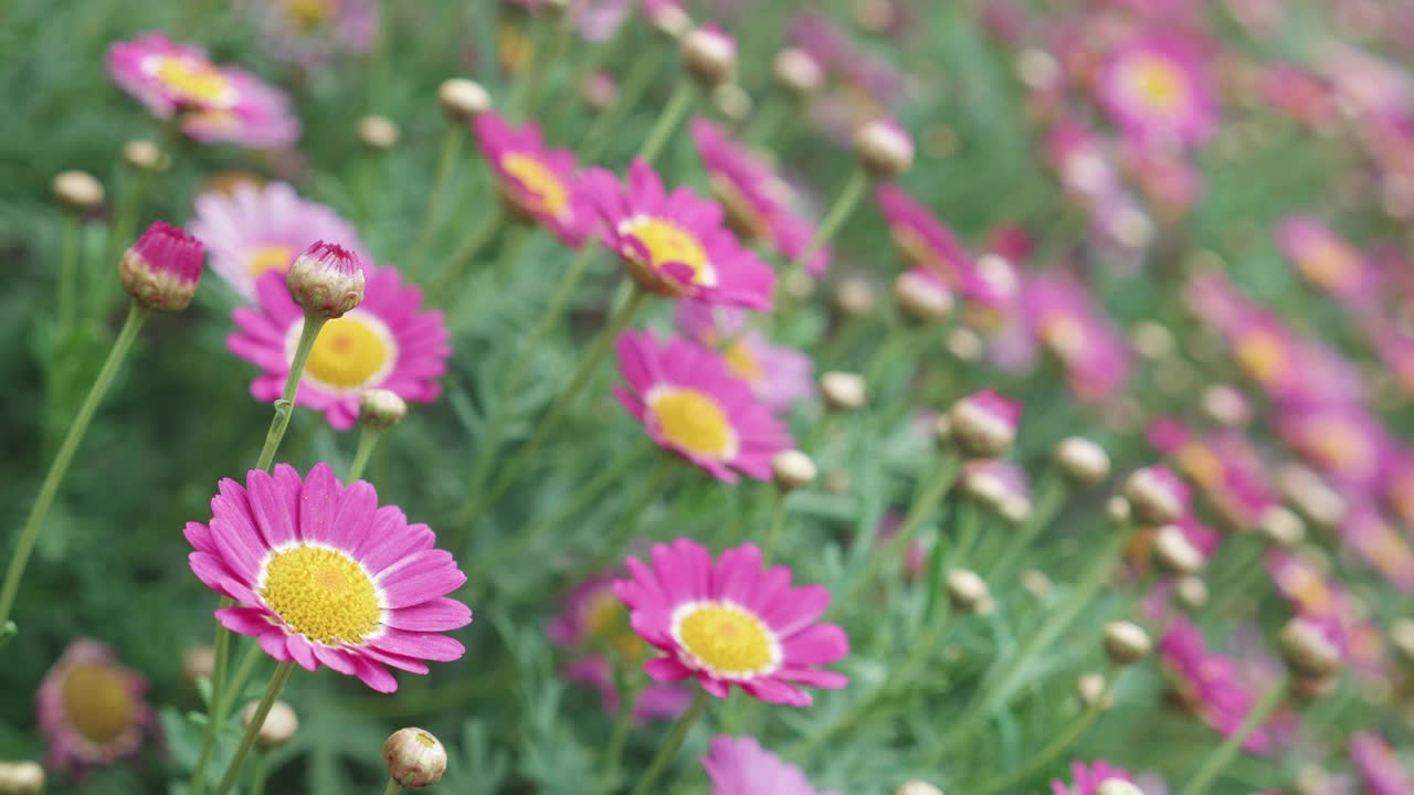 美丽的粉红色花朵在花园里绽放和花瓣，四季春夏，生态与环境，植物学在草地，花卉在野外自然背景，无人，无人。视频素材