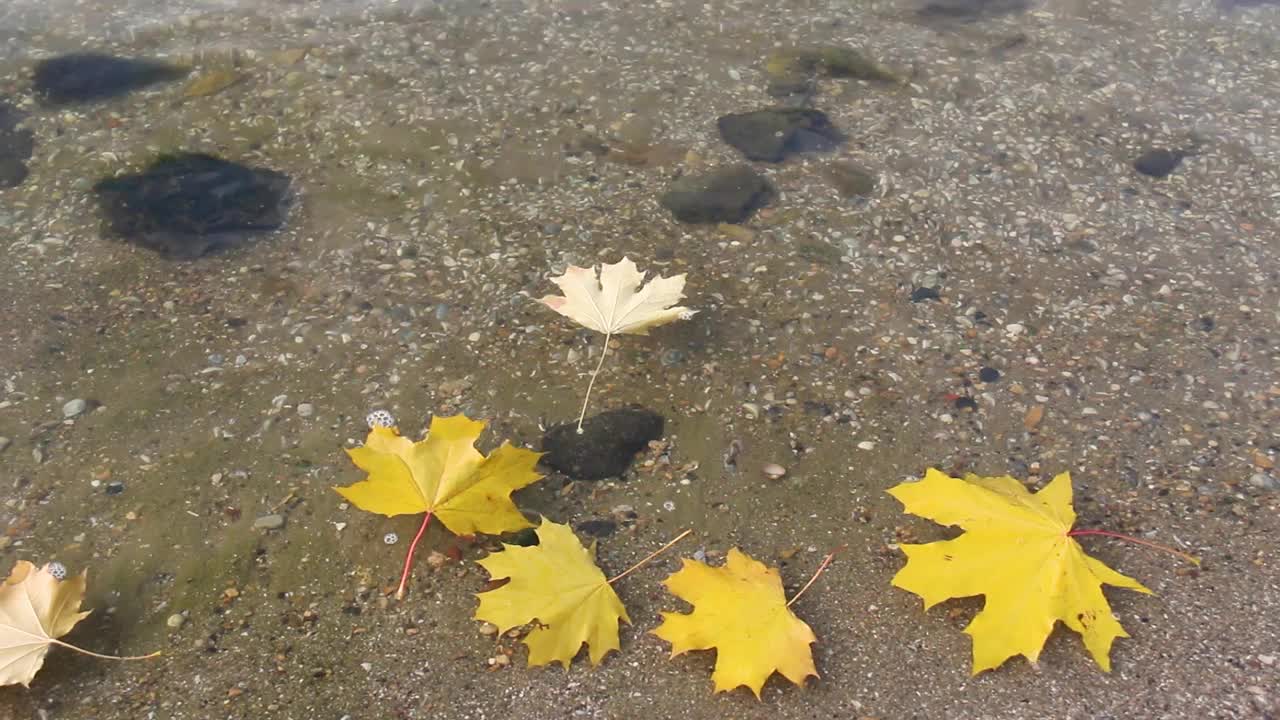 黄橙色的枫树和橡树叶躺在水里。秋天的落叶顺河而下视频素材