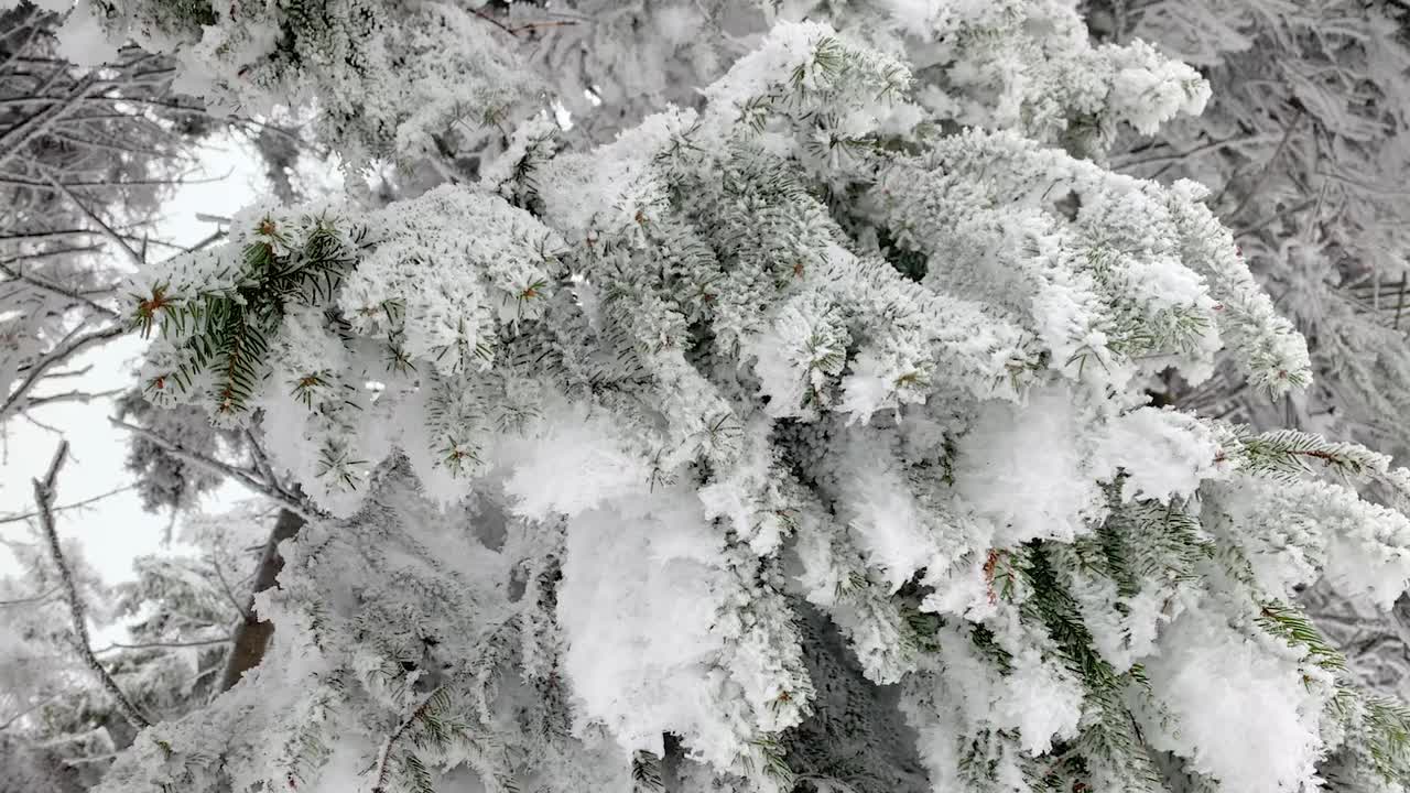 冬天的森林被雪覆盖视频素材