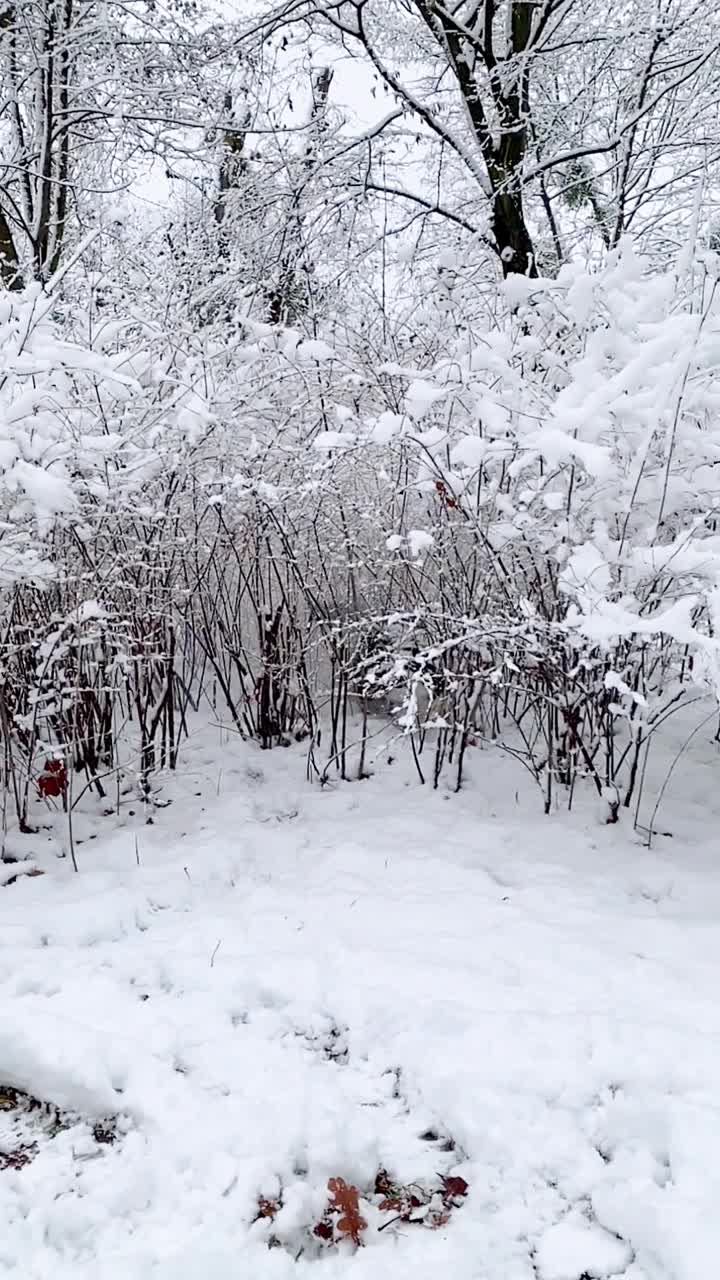 垂直视频狗在雪地上视频素材