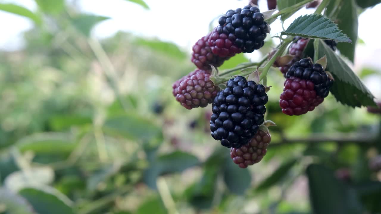 特写成熟的大黑莓在风中摇摆挂在灌木上，收获和采摘浆果的概念。4 k视频素材