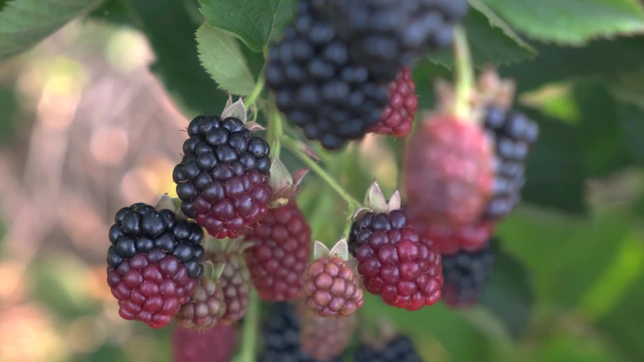 特写成熟和未成熟的大黑莓在风中摇摆挂在灌木上，收获和采摘的概念。4 k视频素材